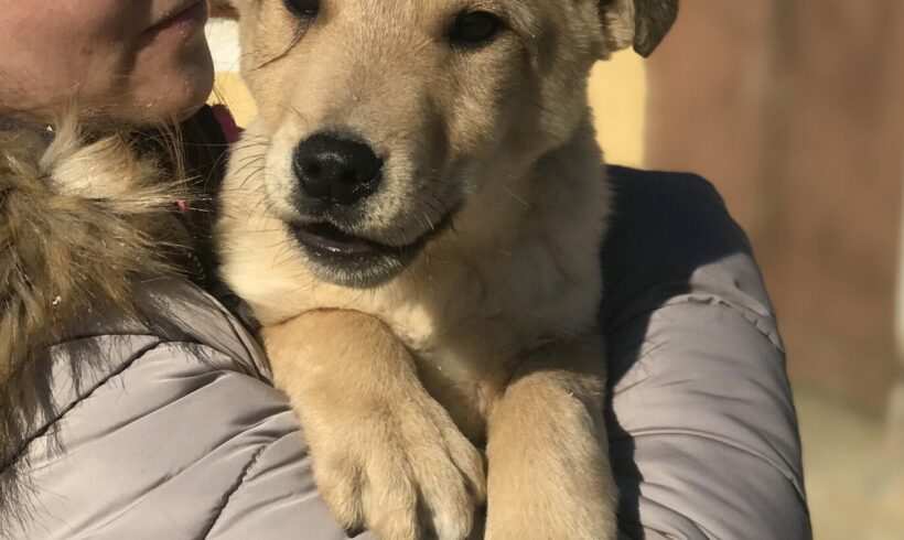 Lusti 2 •vermittelt•