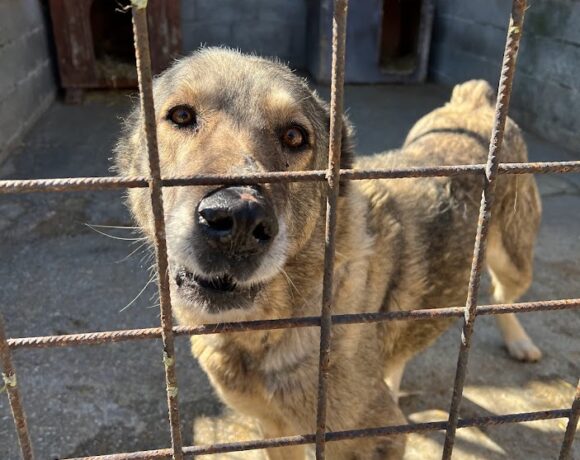 Masha !Ausreise- und Transportpaten gefunden-Vielen Dank S. Angert für die Ausreisepatenschaft! ♥vermittelt an das TH Dillenburg♥ 4-2022