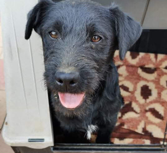 Töki – vermittelt in Ungarn