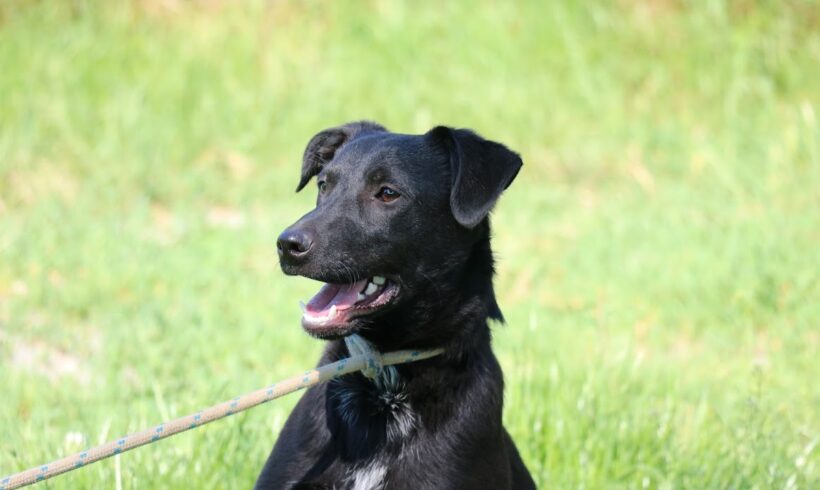 Szuki ♥ vermittelt ♥