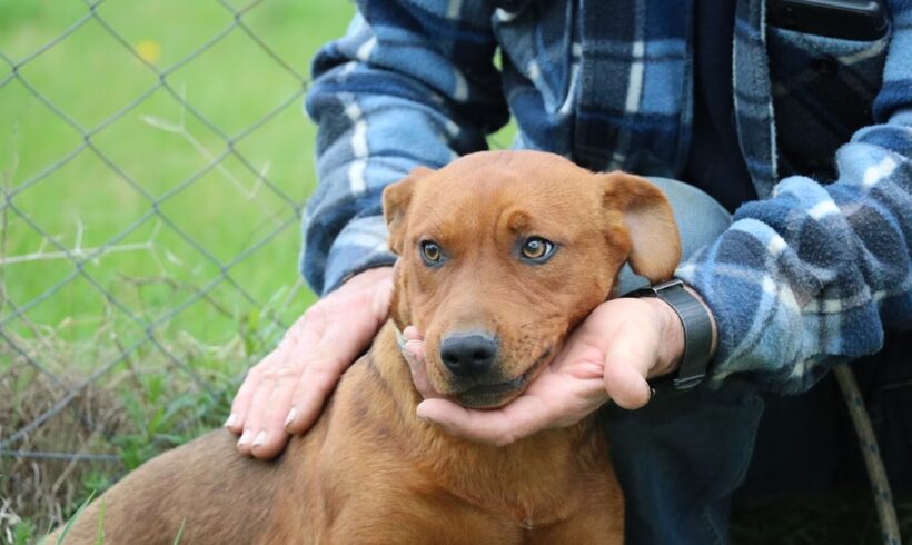 Jimmy ❤️vermittelt❤️