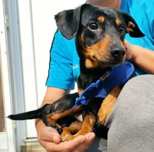 Csoki 6 ♥ vermittelt ♥