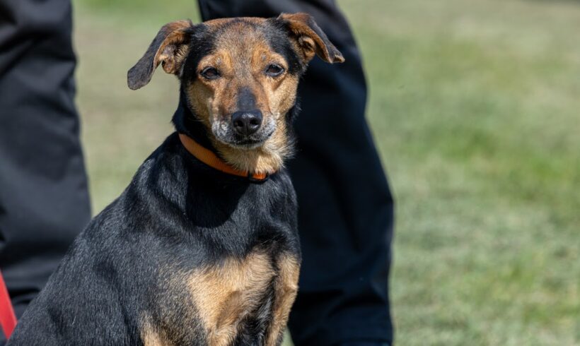 Oszkar 2 ♥ vermittelt an “ Nothilfe für Hunde “ in Österreich ♥