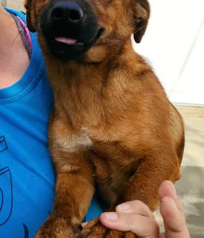 Tulipan ♥ vermittelt ♥