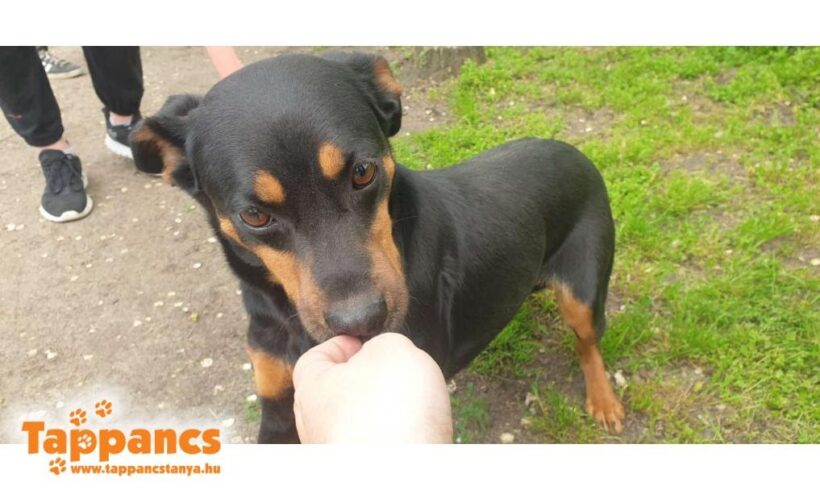 Borcsa 2 ♥ vermittelt an “ Nothilfe für Hunde“ in Österreich ♥