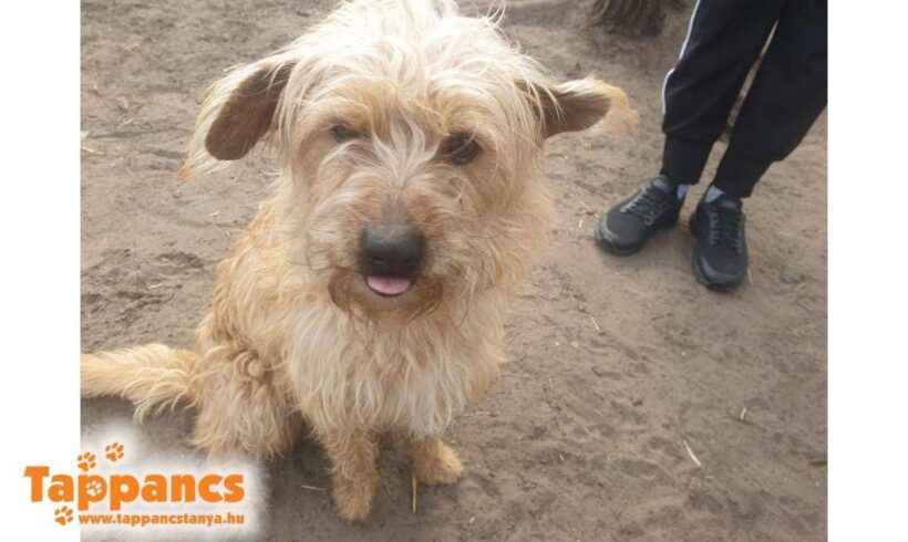 Borzsas ♥ vermittelt ♥