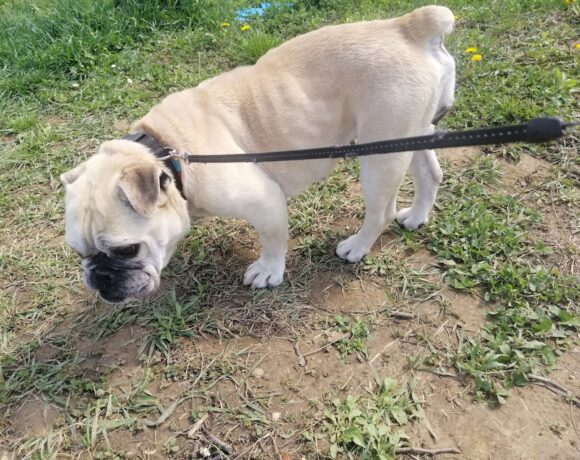 Marci ! Transportpaten gefunden! Danke Frau M. Pohl!