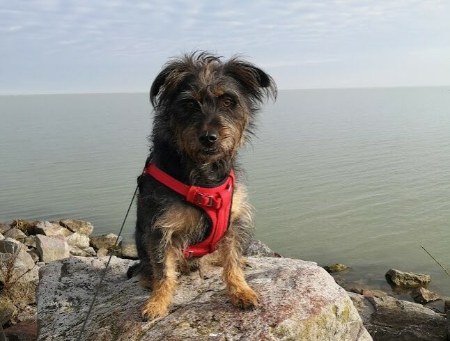 Frici 4 ♥vermittelt♥