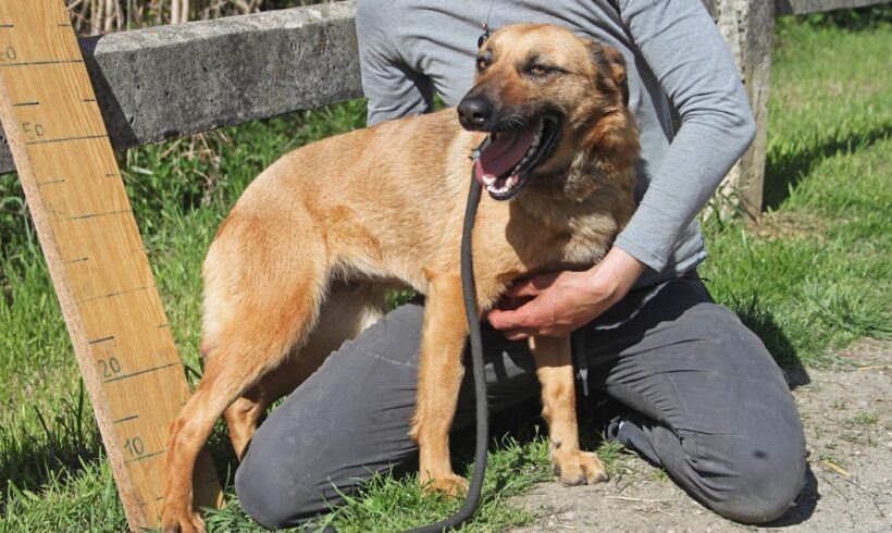 Fürge 2 •vermittelt•