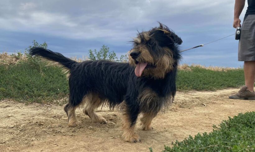 Jacky 2 ♥vermittelt♥