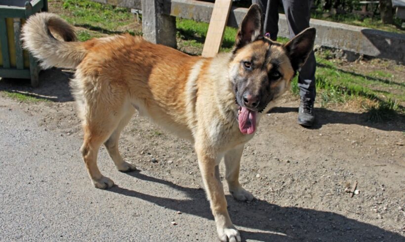 Kantor •vermittelt•