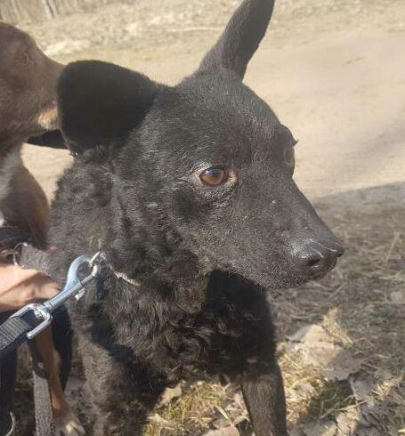 Laska ♥ vermittelt ♥