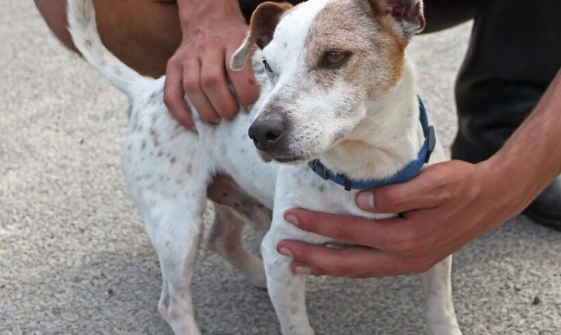 Majlo 2 •vermittelt•