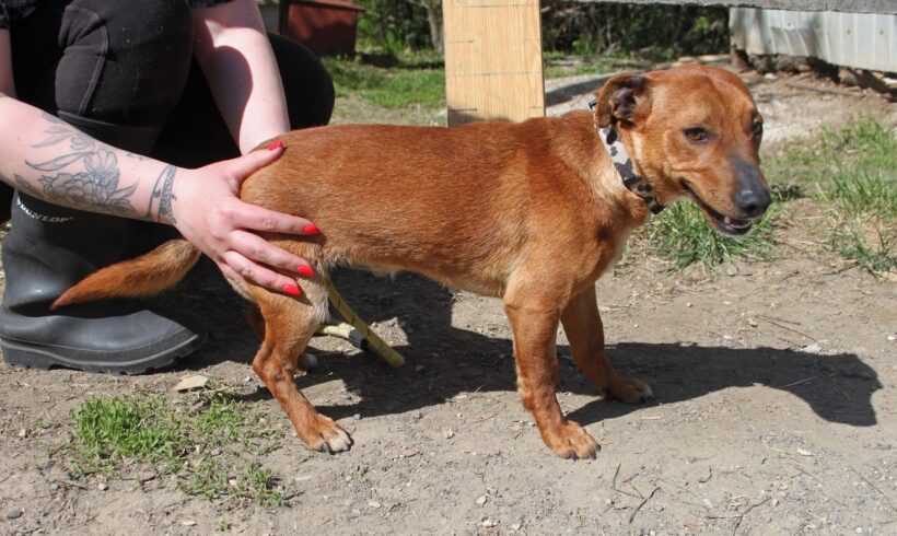 Maszat 8 •vermittelt•