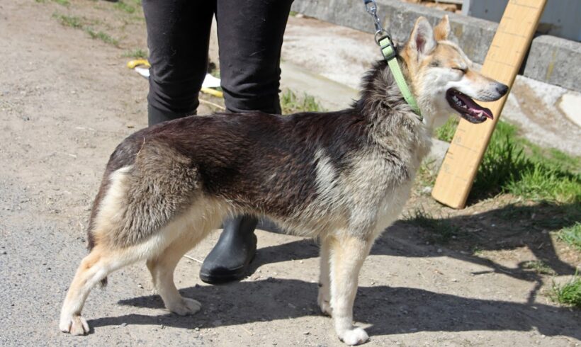 Narine ♥vermittelt an die Nothilfe für Hunde♥