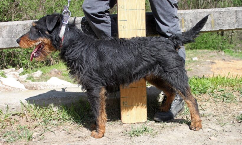 Puder •vermittelt•