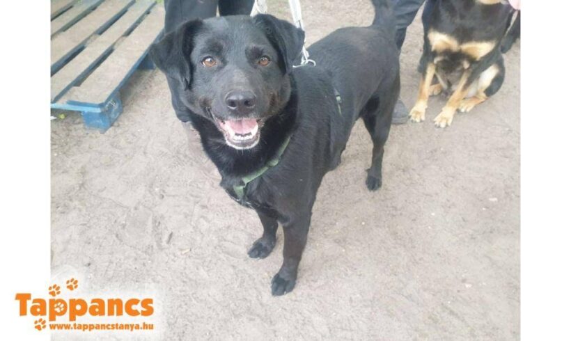 Pufi 2 ♥ vermittelt an „Nothilfe für Hunde“ in Österreich ♥