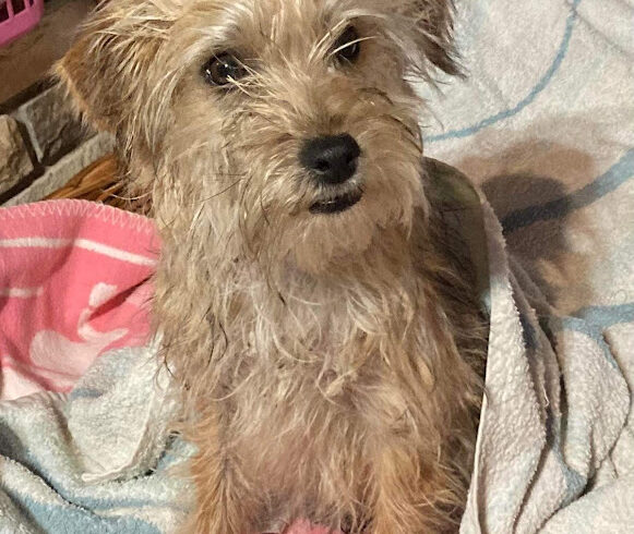 Roli ♥ zieht am 09.07. auf Pflegestelle nach 24855 Jübek ♥ vermittelt♥