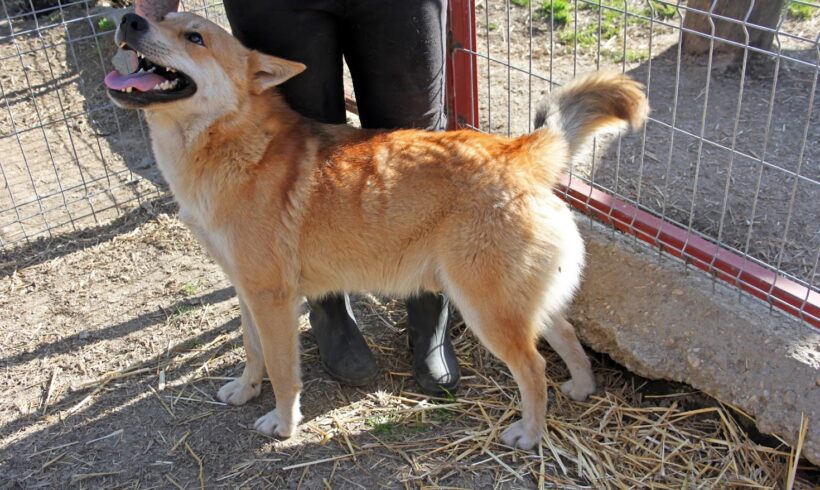 Roka 3 •vermittelt•