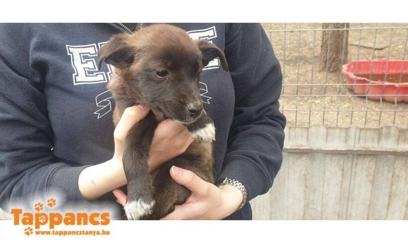 Süti 5 ♥ vermittelt in Ungarn♥