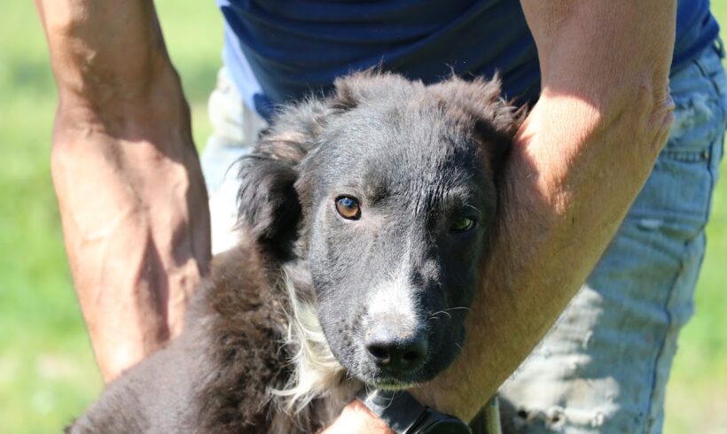 Szinbad ♥ vermittelt in Ungarn