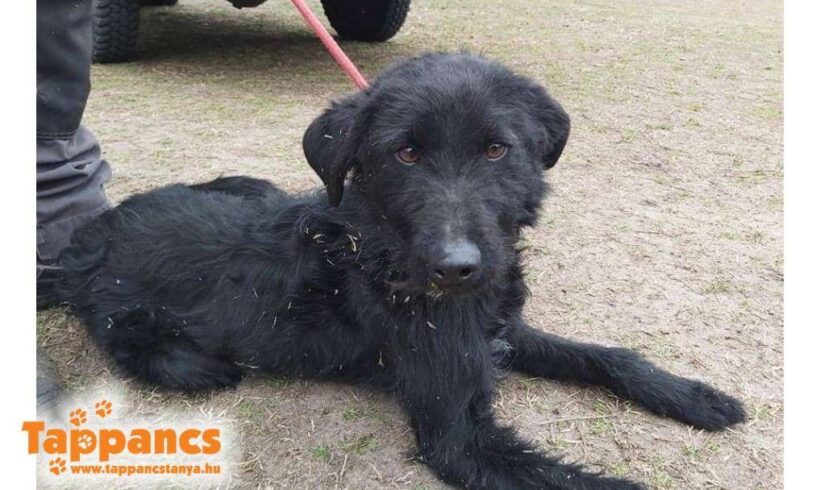 Szuszu ♥ vermittelt ♥