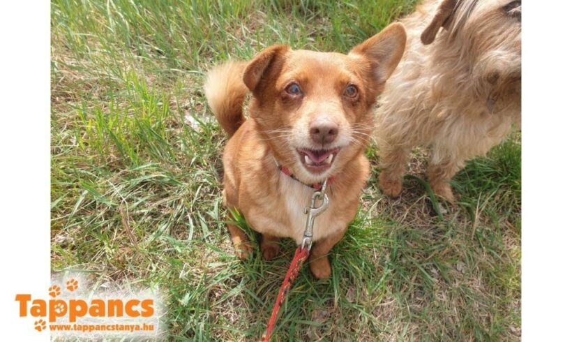 Vori 3 ♥ vermittelt ♥