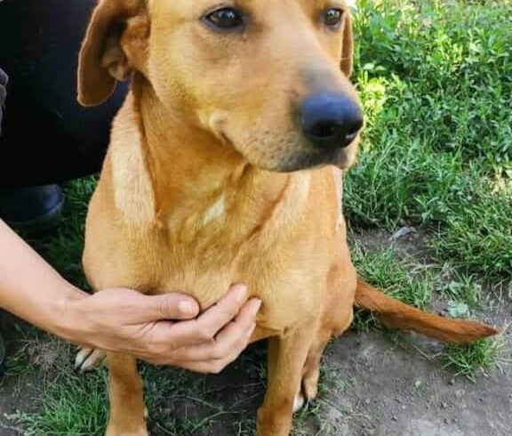 Lüszi ♥ vermittelt ♥