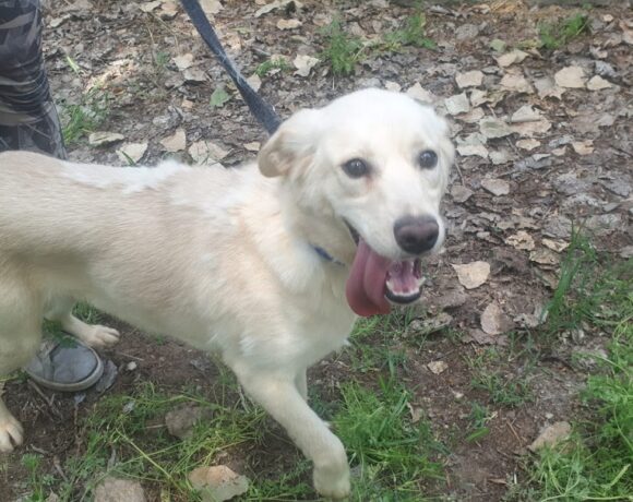 Molly 8 ♥ vermittelt an die Tierhilfe Franken e.V. ♥ Transportpate – Fr. U. Fritsche :-*