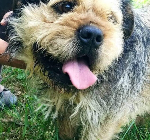 Rafi 3 ♥ vermittelt ♥