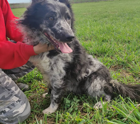 Rocky 10 – Notfall- ♥ vermittelt ♥