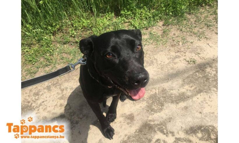 Borso ♥ vermittelt in Ungarn ♥