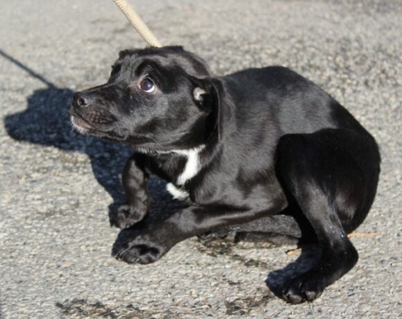 Darki +++ vermittelt an Caesar’s Animal Club e.V. +++ Transportpaten gefunden – Danke an G. Schmidt :-*