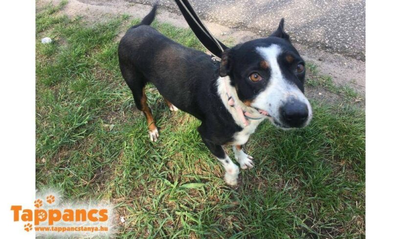 Diva ♥ vermittelt in Ungarn ♥