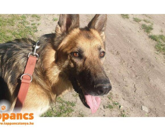 Kantor 2 vermittelt an das TH Dillenburg RT 18.10.25!!! Sucht Transportpaten!!!