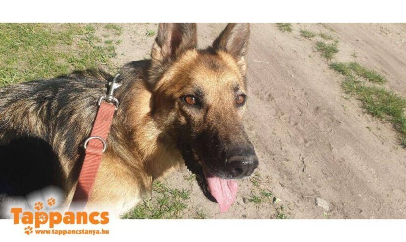 Kantor 2 vermittelt an das TH Dillenburg RT 18.10.25!!! Sucht Transportpaten!!!