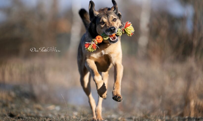 Rea !Notfall! +++vermittelt+++