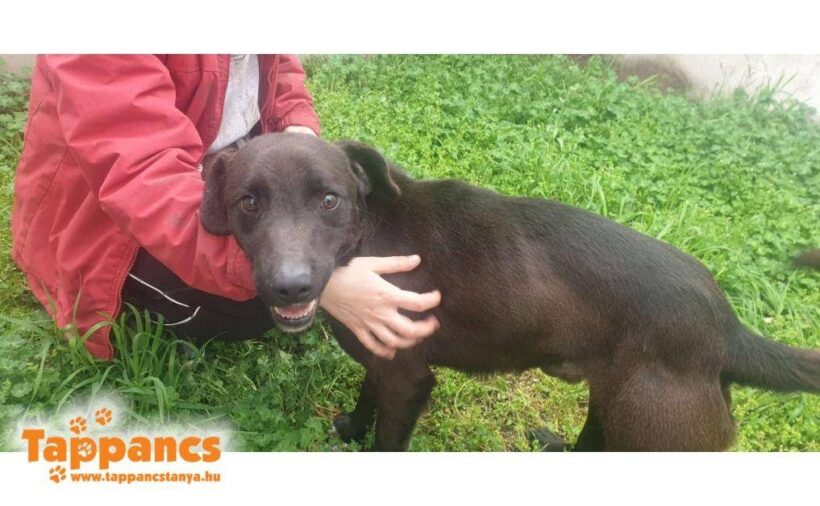 Surda ♥ vermittelt an „Nothilfe für Hunde“ in Österreich ♥