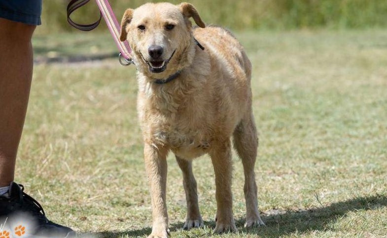 Yellow ♥ vermittelt an „Nothilfe für Hunde“ in Österreich ♥