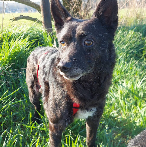 Lenor ♥ Auf Pflegestelle in 66773 Hülzweiler ♥ vermittelt ♥