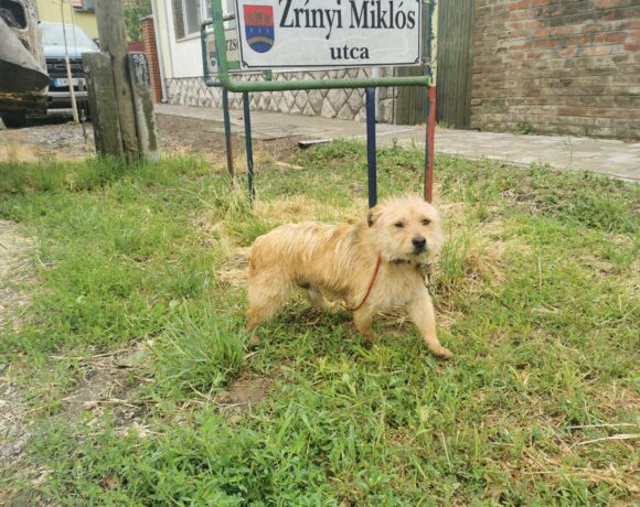 Lucas ♥ vermittelt ♥ Transportpate Frau B.-M. Schmidt :-*