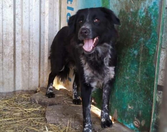 Ditta ♥ vermittelt ♥ Transportpate M. Brockhoff :-*