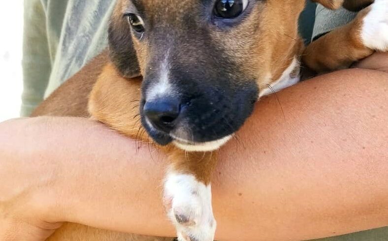 Dana 2 ♥ zieht am 10.09. 2022 auf PS nach 66359 Bous ♥ vermittelt ♥