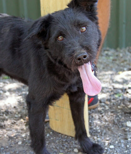 SZIRIUSZ •vermittelt•