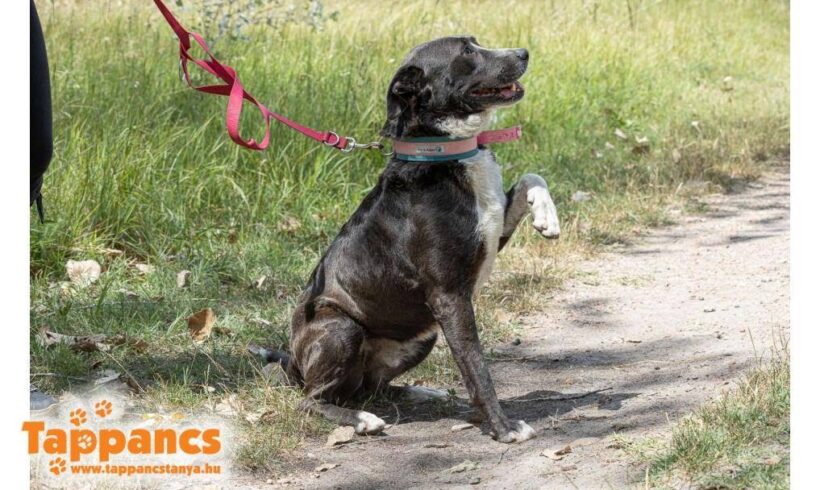 Bogyo 7 ♥ vermittelt in Ungarn ♥