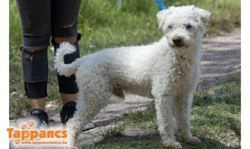 Hami ♥ vermittelt ♥