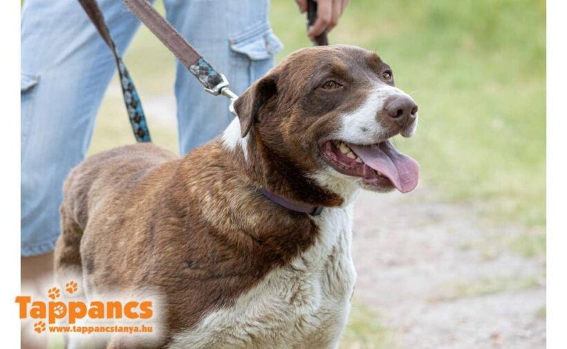 Leo 9 ♥ vermittelt an „Nothilfe für Hunde e.V.“ in Österreich ♥