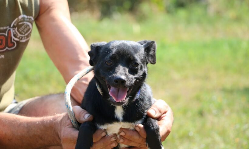 Müzli 2 ♥ vermittelt ♥