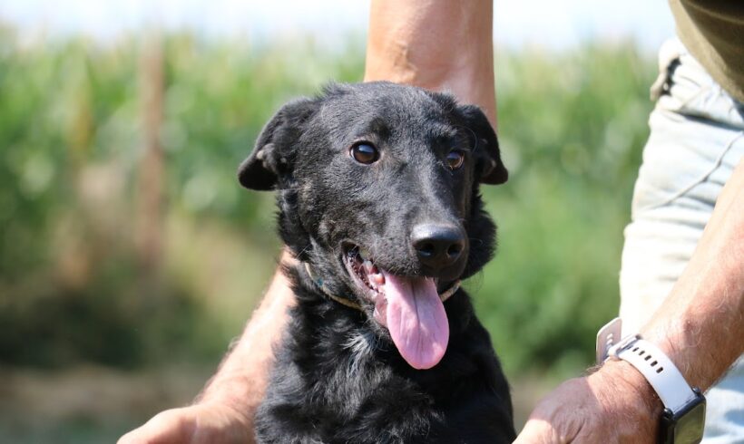 Lenke ♥ vermittelt in Ungarn ♥