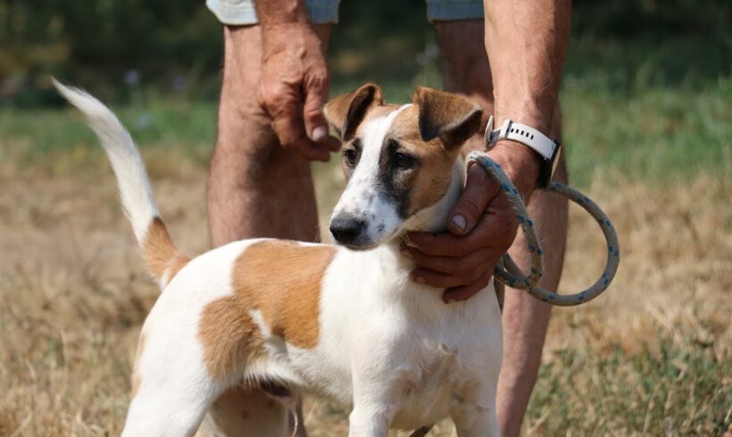 Lemon ♥ vermittelt in Ungarn ♥